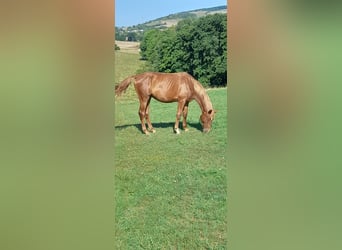 Cheval de sport allemand, Hongre, 3 Ans, 178 cm, Alezan