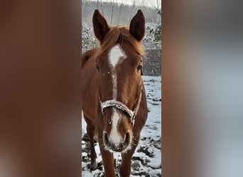 Cheval de sport allemand, Hongre, 3 Ans, 178 cm, Alezan