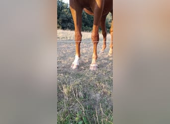 Cheval de sport allemand, Hongre, 3 Ans, 178 cm, Alezan