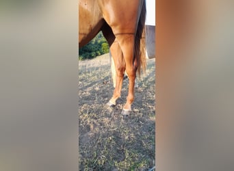 Cheval de sport allemand, Hongre, 3 Ans, 178 cm, Alezan