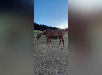Cheval de sport allemand, Hongre, 3 Ans, 178 cm, Alezan