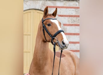 Cheval de sport allemand, Hongre, 3 Ans, Alezan
