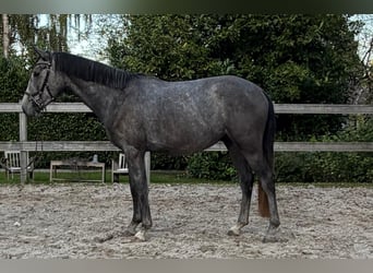Cheval de sport allemand, Hongre, 4 Ans, 157 cm, Gris noir