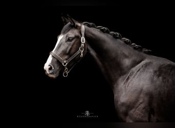 Cheval de sport allemand, Hongre, 4 Ans, 158 cm, Noir