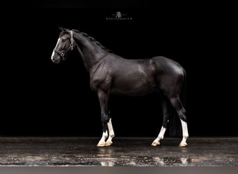 Cheval de sport allemand, Hongre, 4 Ans, 158 cm, Noir