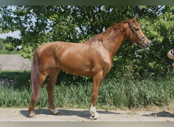 Cheval de sport allemand, Hongre, 4 Ans, 160 cm, Alezan