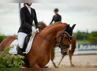 Cheval de sport allemand, Hongre, 4 Ans, 160 cm, Alezan