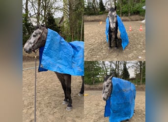 Cheval de sport allemand Croisé, Hongre, 4 Ans, 160 cm, Peut devenir gris