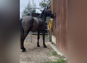 Cheval de sport allemand Croisé, Hongre, 4 Ans, 160 cm, Peut devenir gris