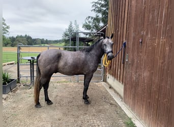 Cheval de sport allemand Croisé, Hongre, 4 Ans, 160 cm, Peut devenir gris