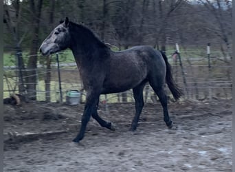 Cheval de sport allemand Croisé, Hongre, 4 Ans, 160 cm, Peut devenir gris