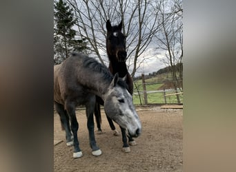 Cheval de sport allemand Croisé, Hongre, 4 Ans, 160 cm, Peut devenir gris