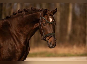 Cheval de sport allemand, Hongre, 4 Ans, 161 cm, Alezan brûlé
