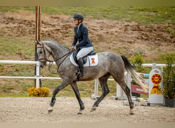 Cheval de sport allemand, Hongre, 4 Ans, 161 cm, Gris