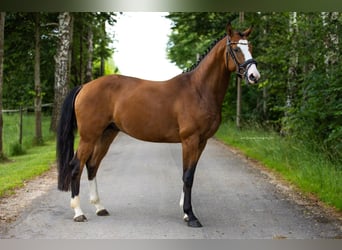 Cheval de sport allemand, Hongre, 4 Ans, 162 cm, Bai