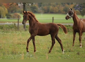 Cheval de sport allemand, Hongre, 4 Ans, 163 cm, Alezan brûlé