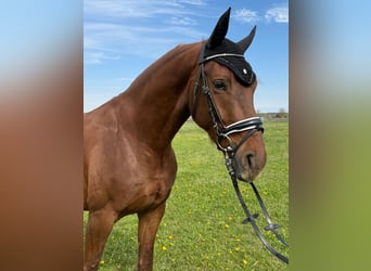 Cheval de sport allemand, Hongre, 4 Ans, 163 cm, Alezan brûlé