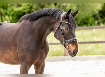 Cheval de sport allemand, Hongre, 4 Ans, 163 cm, Bai brun foncé
