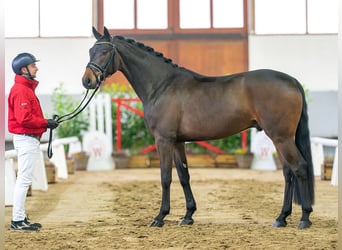 Cheval de sport allemand, Hongre, 4 Ans, 163 cm, Bai brun foncé