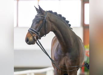 Cheval de sport allemand, Hongre, 4 Ans, 163 cm, Bai brun foncé
