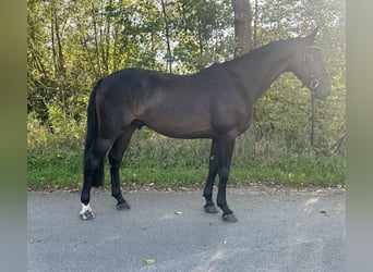 Cheval de sport allemand, Hongre, 4 Ans, 163 cm, Bai brun foncé