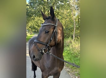Cheval de sport allemand, Hongre, 4 Ans, 163 cm, Bai brun foncé