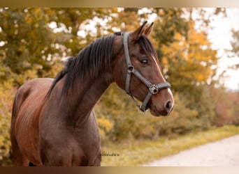 Cheval de sport allemand, Hongre, 4 Ans, 163 cm, Bai