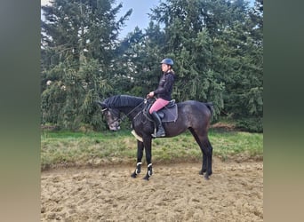 Cheval de sport allemand, Hongre, 4 Ans, 163 cm, Gris noir