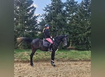 Cheval de sport allemand, Hongre, 4 Ans, 163 cm, Gris noir