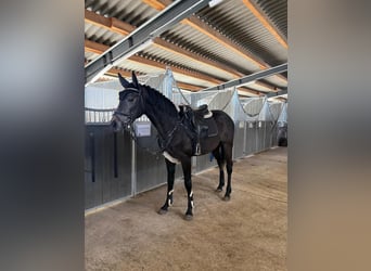Cheval de sport allemand, Hongre, 4 Ans, 163 cm, Gris noir