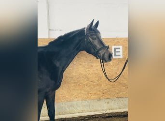 Cheval de sport allemand, Hongre, 4 Ans, 163 cm, Gris noir
