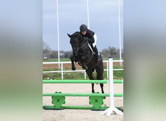 Cheval de sport allemand, Hongre, 4 Ans, 163 cm, Noir