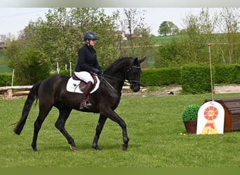 Cheval de sport allemand, Hongre, 4 Ans, 163 cm, Noir