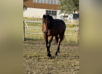 Cheval de sport allemand, Hongre, 4 Ans, 164 cm, Bai brun