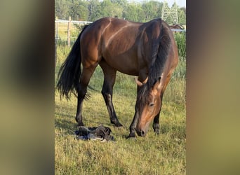 Cheval de sport allemand, Hongre, 4 Ans, 164 cm, Bai brun