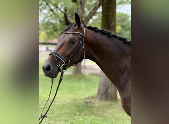 Cheval de sport allemand, Hongre, 4 Ans, 164 cm, Bai brun