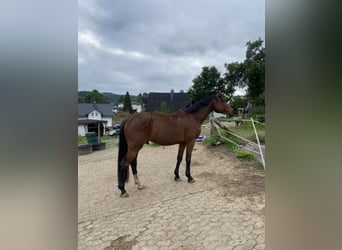 Cheval de sport allemand, Hongre, 4 Ans, 164 cm