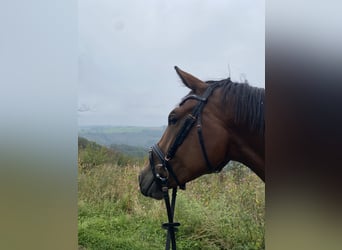 Cheval de sport allemand, Hongre, 4 Ans, 164 cm