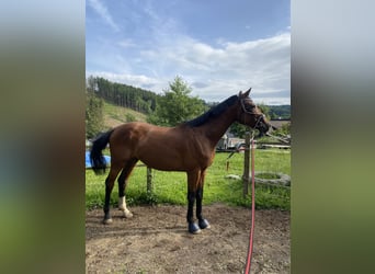 Cheval de sport allemand, Hongre, 4 Ans, 164 cm