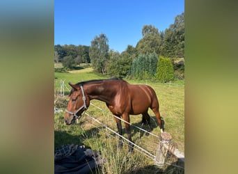 Cheval de sport allemand, Hongre, 4 Ans, 164 cm