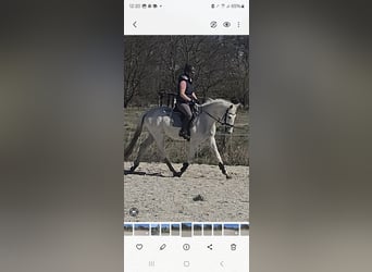 Cheval de sport allemand, Hongre, 4 Ans, 164 cm, Gris