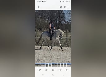 Cheval de sport allemand, Hongre, 4 Ans, 164 cm, Gris