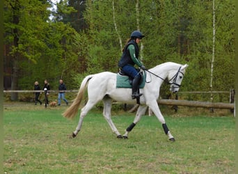 Cheval de sport allemand, Hongre, 4 Ans, 164 cm, Gris