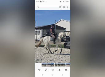 Cheval de sport allemand, Hongre, 4 Ans, 164 cm, Gris