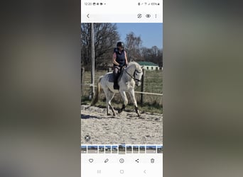 Cheval de sport allemand, Hongre, 4 Ans, 164 cm, Gris