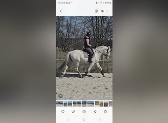 Cheval de sport allemand, Hongre, 4 Ans, 164 cm, Gris