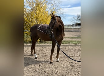 Cheval de sport allemand, Hongre, 4 Ans, 165 cm, Alezan brûlé