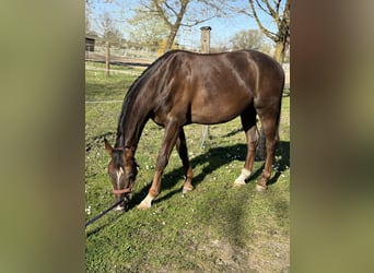 Cheval de sport allemand, Hongre, 4 Ans, 165 cm, Alezan brûlé