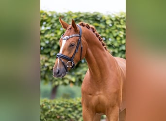 Cheval de sport allemand, Hongre, 4 Ans, 165 cm, Alezan