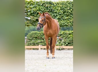 Cheval de sport allemand, Hongre, 4 Ans, 165 cm, Alezan
